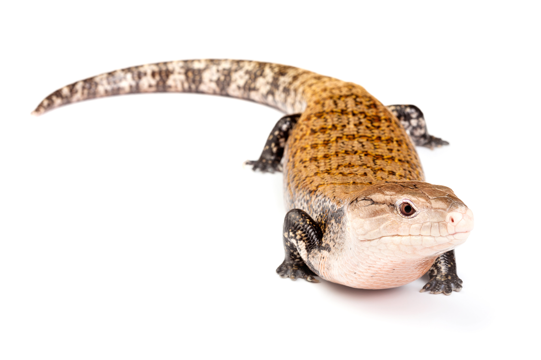 Best Feeders for Skinks by Species and Life Stage