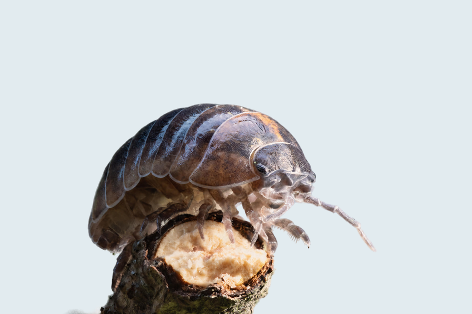 Rare Collectible Isopods for Sale for Serious Keepers