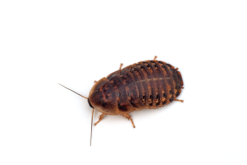 Dubia Versus Crickets: Which Feeder Fits Best?