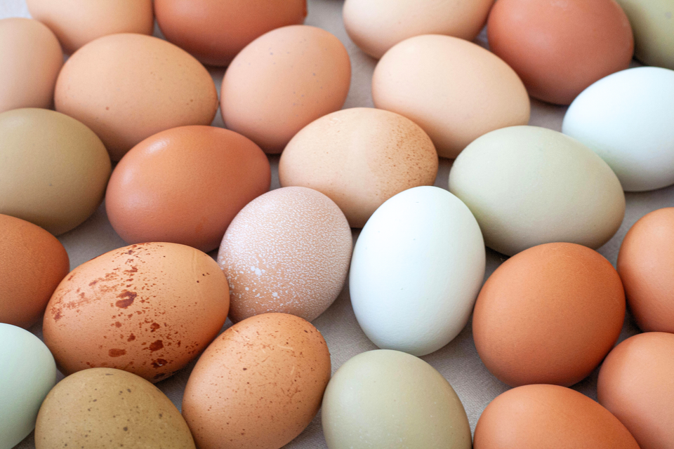 Hatching Egg Incubation Guide for Better Hatch Rates
