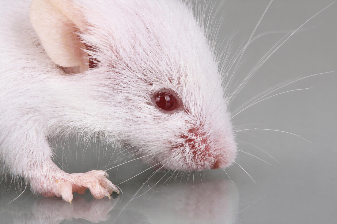How Big Is A Hopper Mouse?