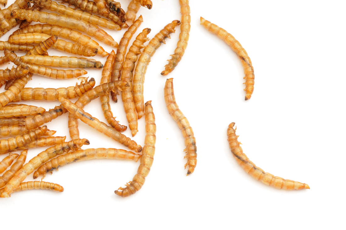 How to Choose Feeder Insects for Healthy Pets