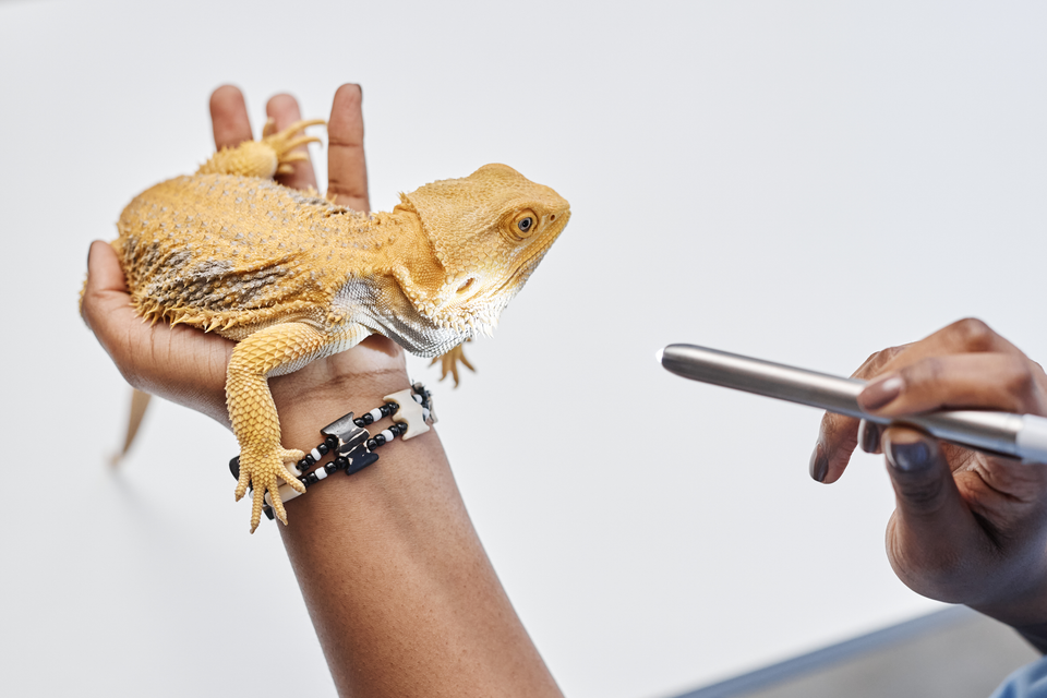 Reptile Husbandry That Supports Long-Term Health