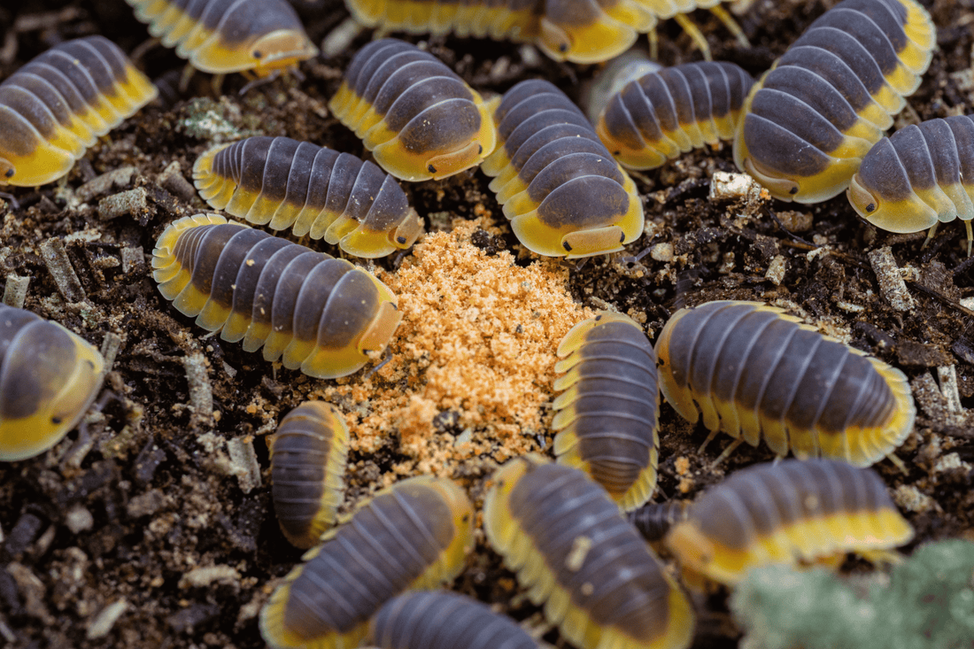 Bioactive Cleanup Crew for Terrarium Setups