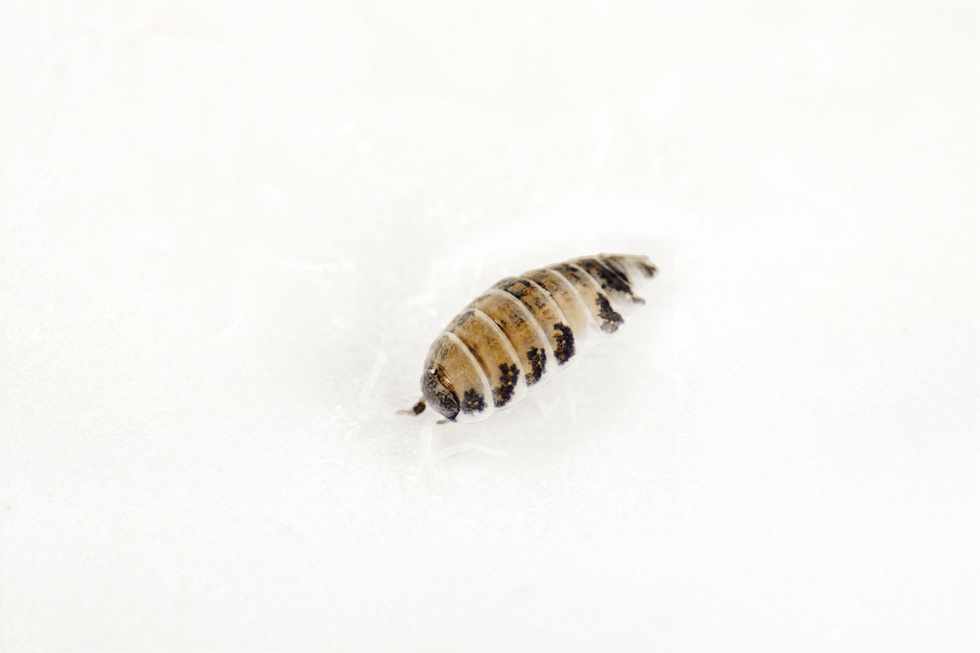 7 Best Isopods for a Bioactive Terrarium