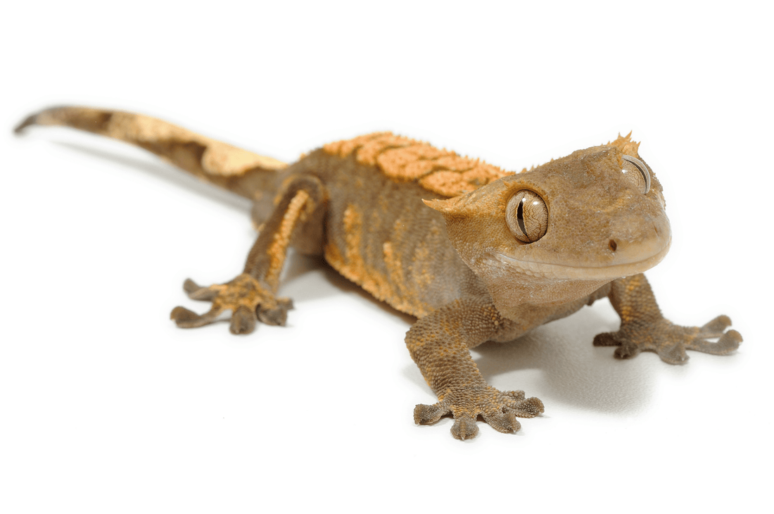 Best Feeder Insects for Geckos and Why They Work