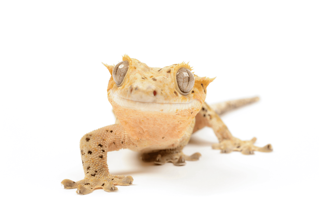 Best Isopods For Crested Gecko