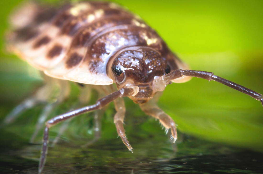 What Are Isopods