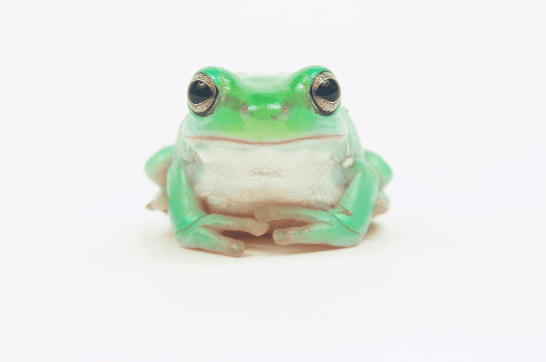 What Insects Do Frogs Eat? A Simple Guide