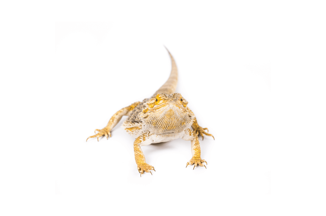 Best Insects For Bearded Dragons