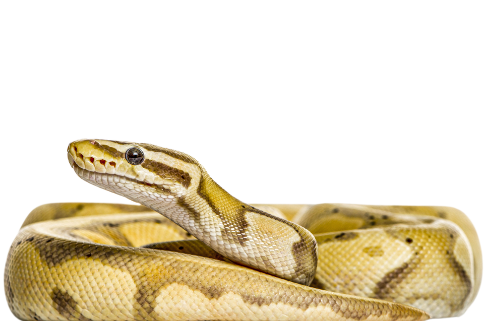 Do Snakes Eat Mice?