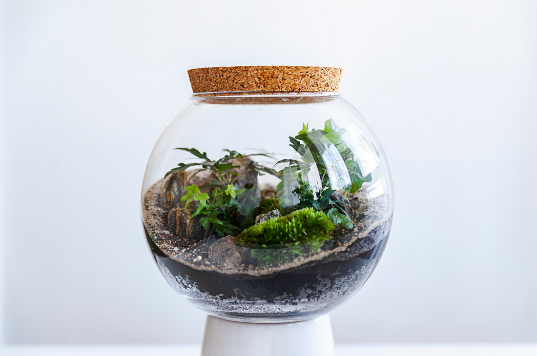 Best Springtails For Terrariums