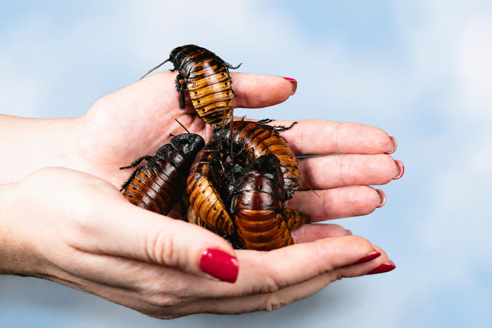 Pet Roaches for Sale for Serious Collectors