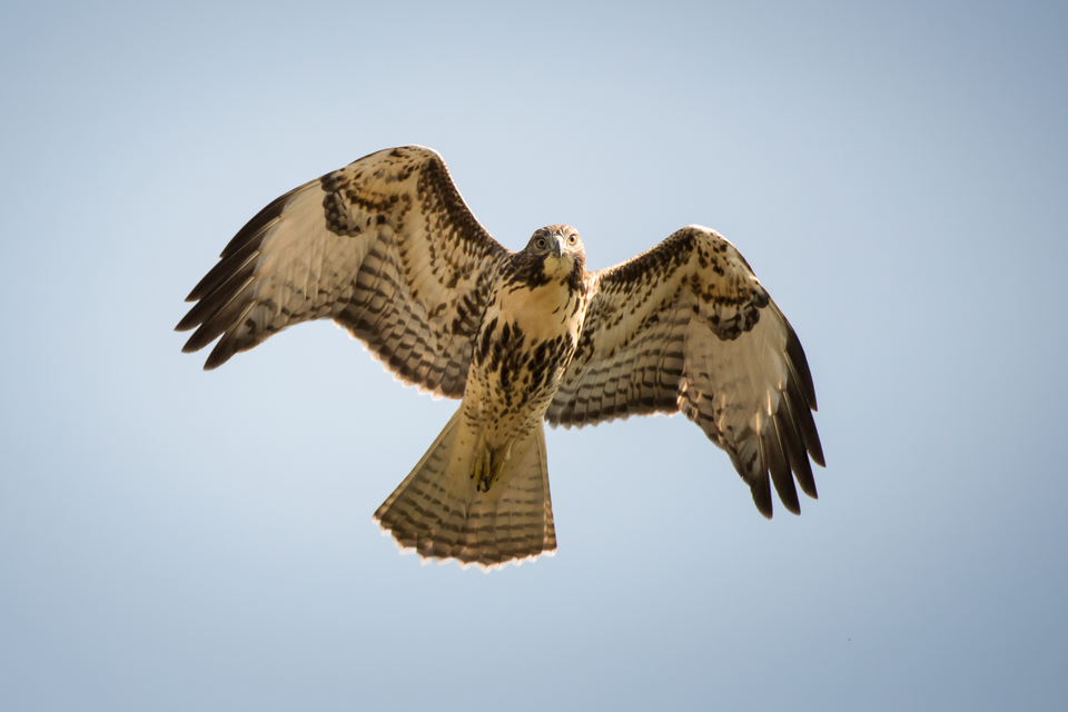 Chicks Versus Quail for Reptiles and Raptors