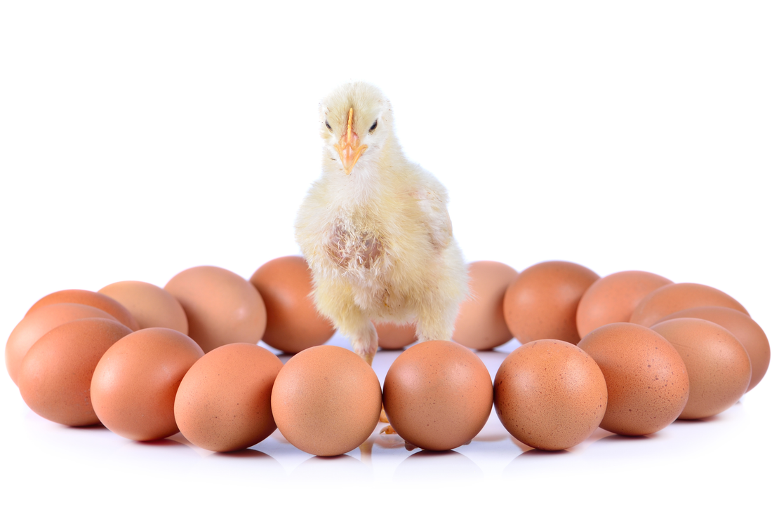 How to Buy Fertilized Hatching Eggs Online