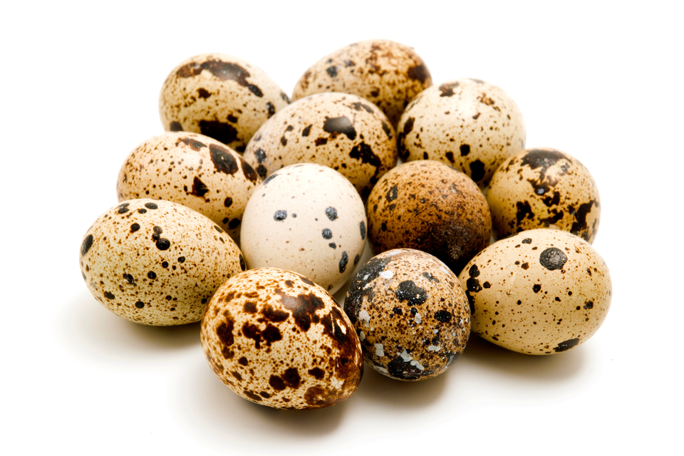 How to Incubate Quail Eggs for Strong Hatches