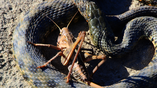 Do Snakes Eat Insects? A Simple Feeding Guide