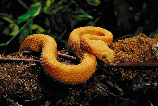 Do Snakes Eat Mice? What Every Keeper Should Know