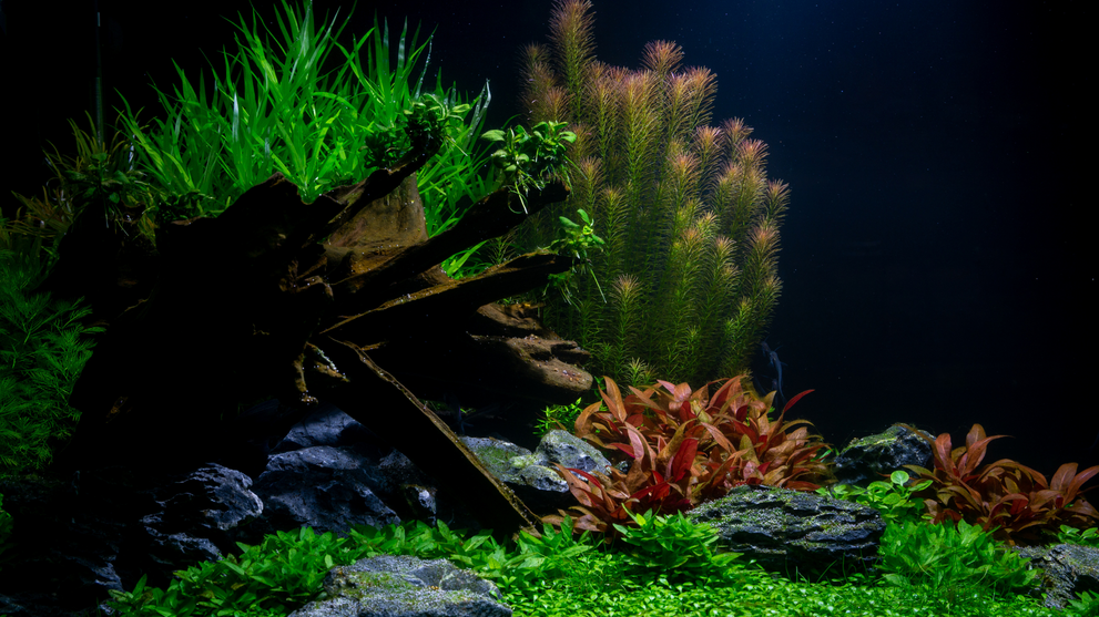 Freshwater aquascape with driftwood and live plants.