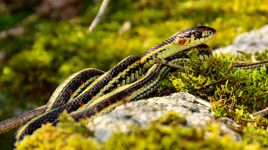 Garter snake in the wild highlighting its harmless reputation