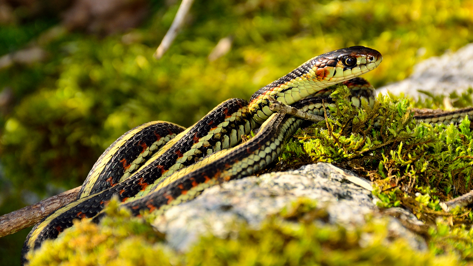 Garter snake in the wild highlighting its harmless reputation