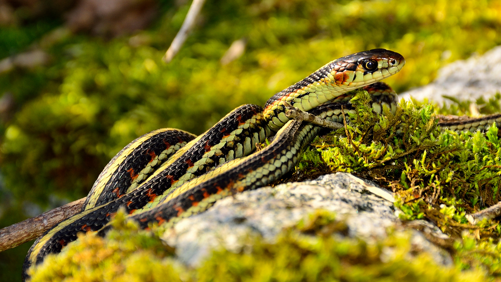 Garter snake in the wild highlighting its harmless reputation