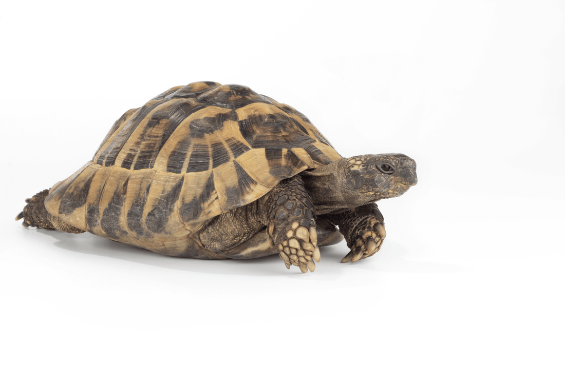 Reptile Nutrition That Supports Lifelong Health