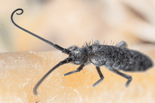 How to Establish Springtail Colonies That Last