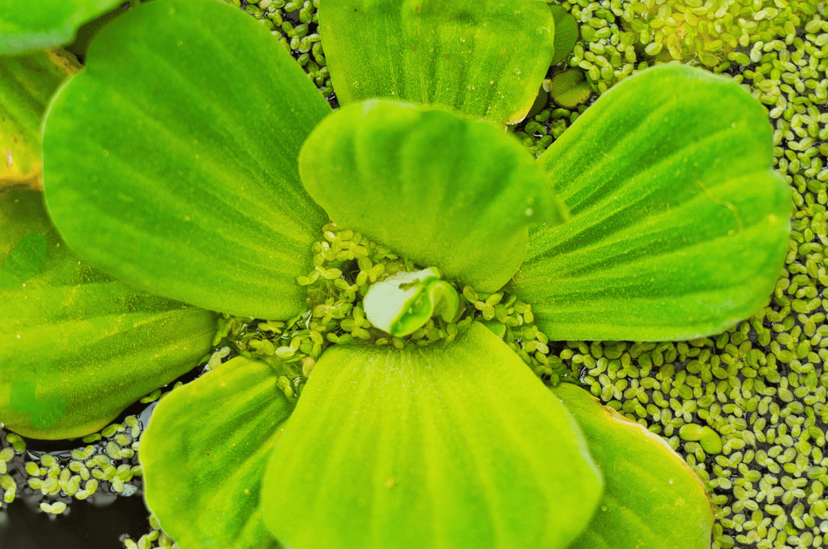 Best Floating Aquarium Plants For Freshwater Tanks