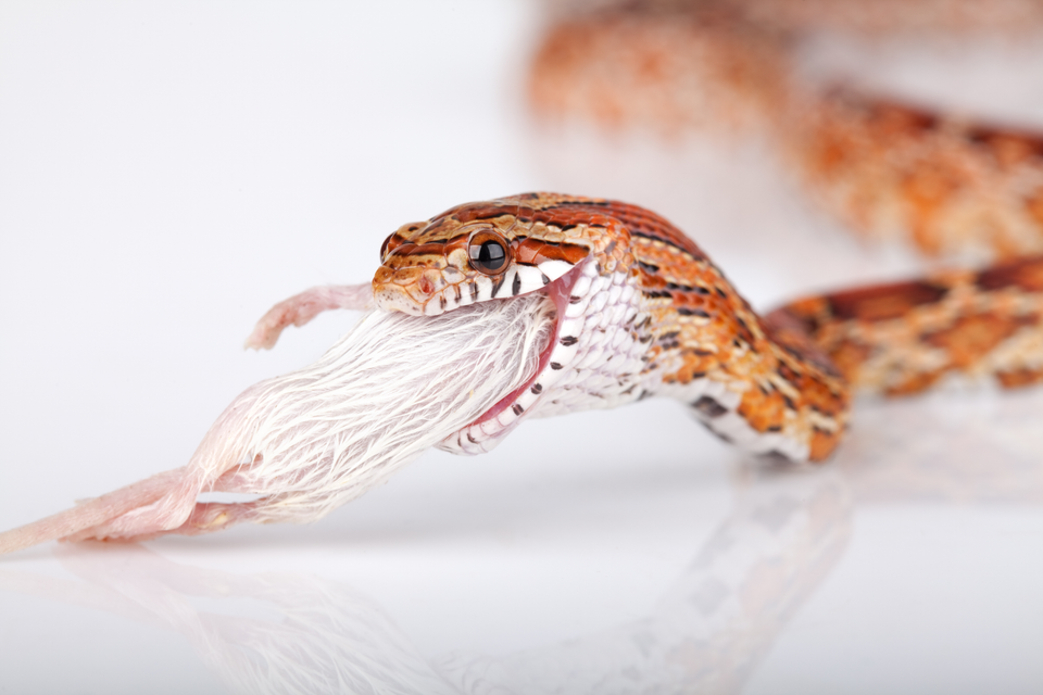 Reptile Nutrition Guide for Better Feeding