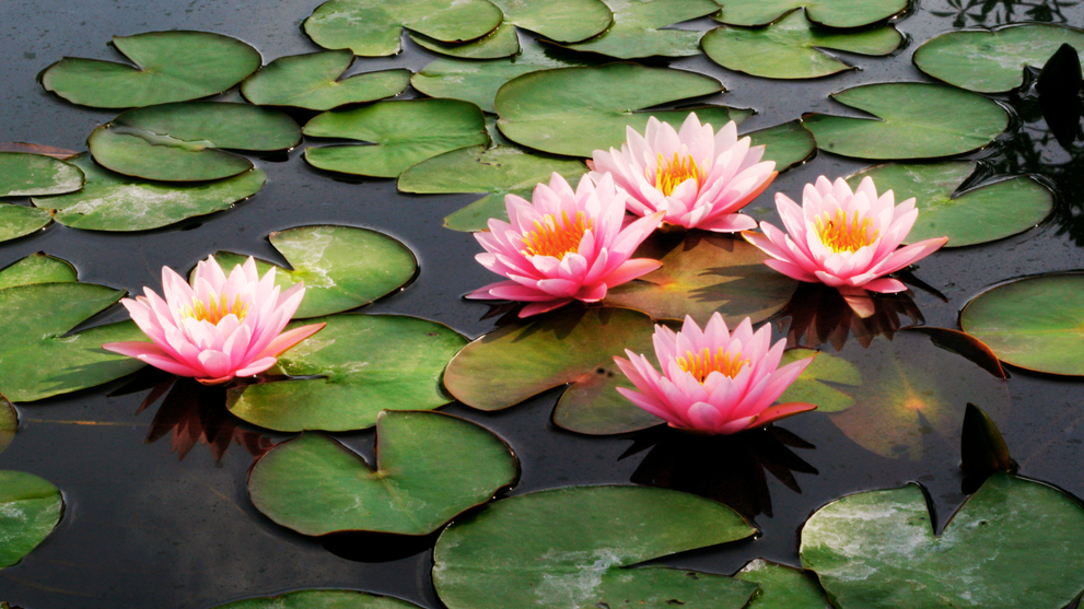 Water lily care: pink lilies blooming on a dark pond.