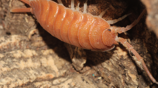 What Are Isopods? Complete Care & Bioactive Guide