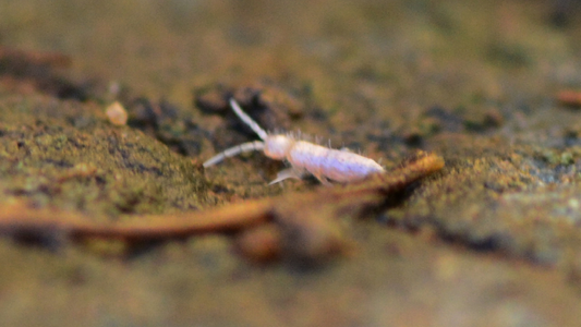 What Eats Springtails? A Keeper's Simple Guide
