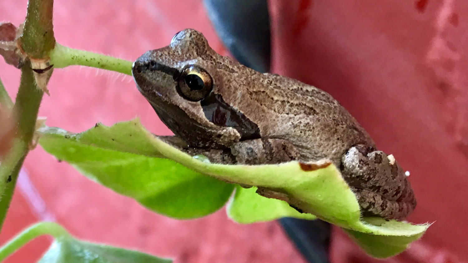 What Insects Do Frogs Eat? A Simple Guide