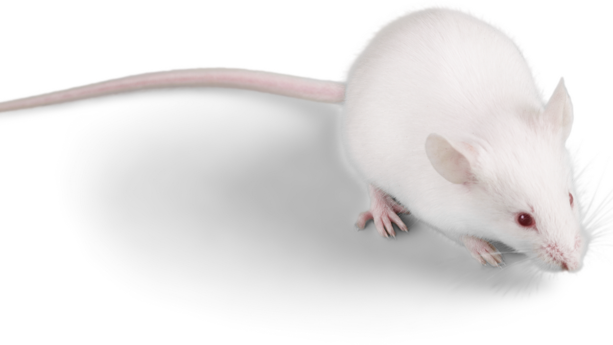 What is a Pinky Mouse? Feeder Mouse Sizes Explained