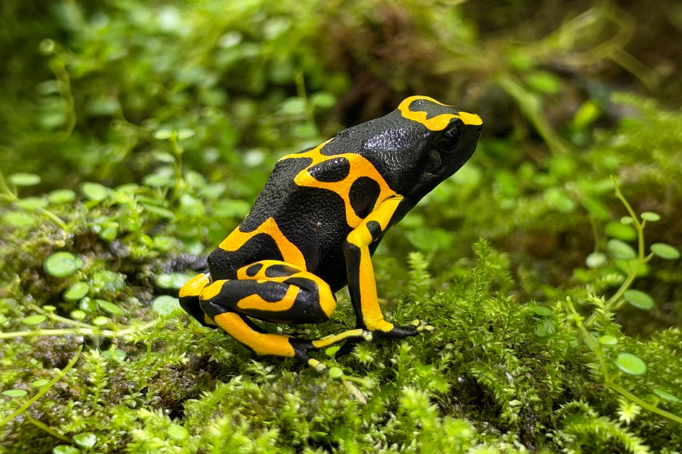 Bioactive Vivariums That Work for the Long Term