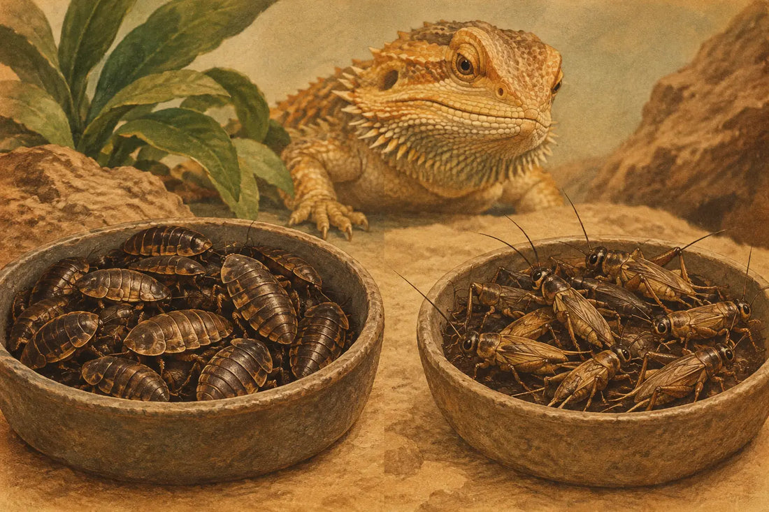 Dubia Versus Crickets: Which Feeder Fits Best?