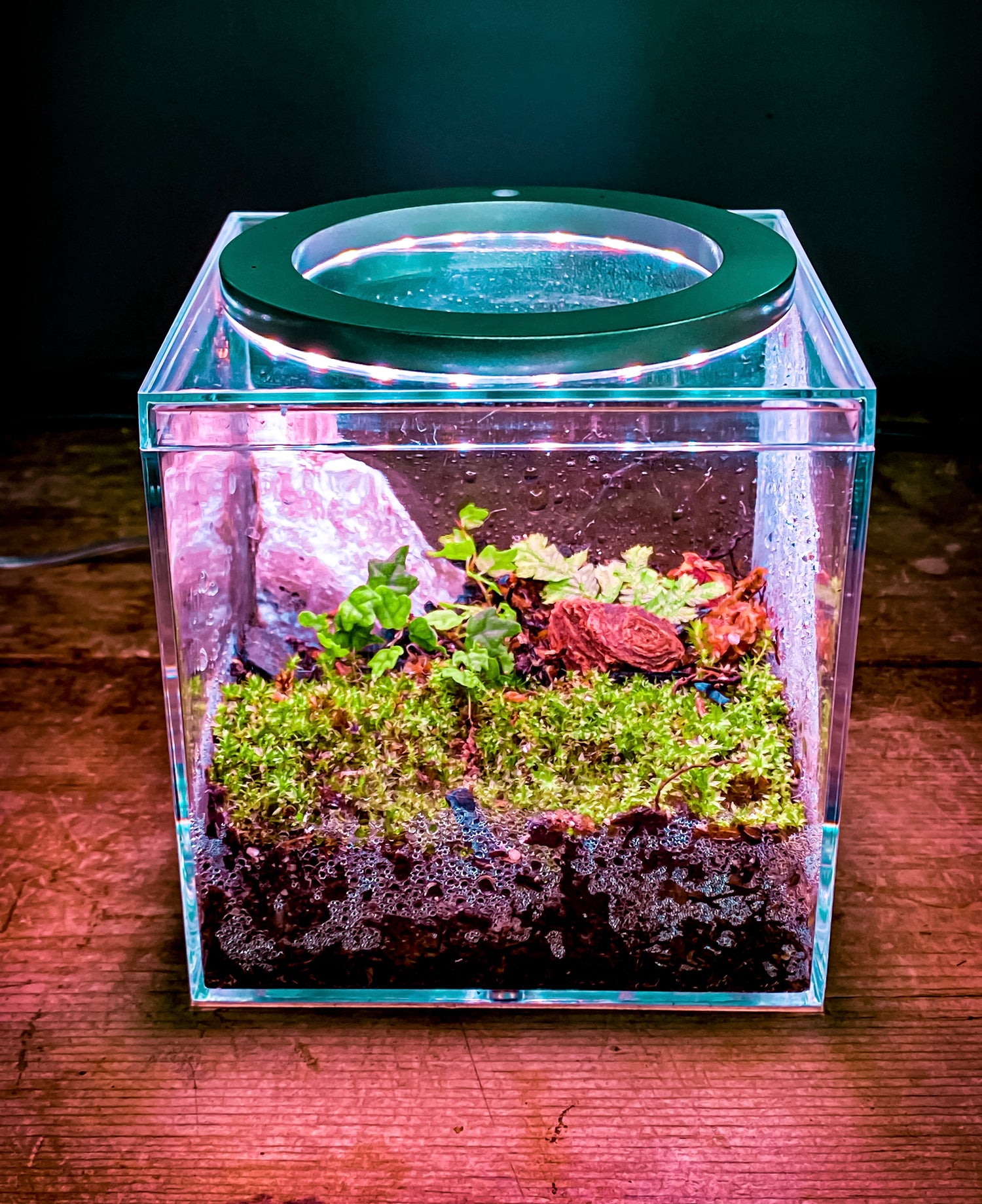 DIY Tiny Vivarium and Terrarium Starter Kits - Complete Bioactive Ecosystem for Home and Office Decor