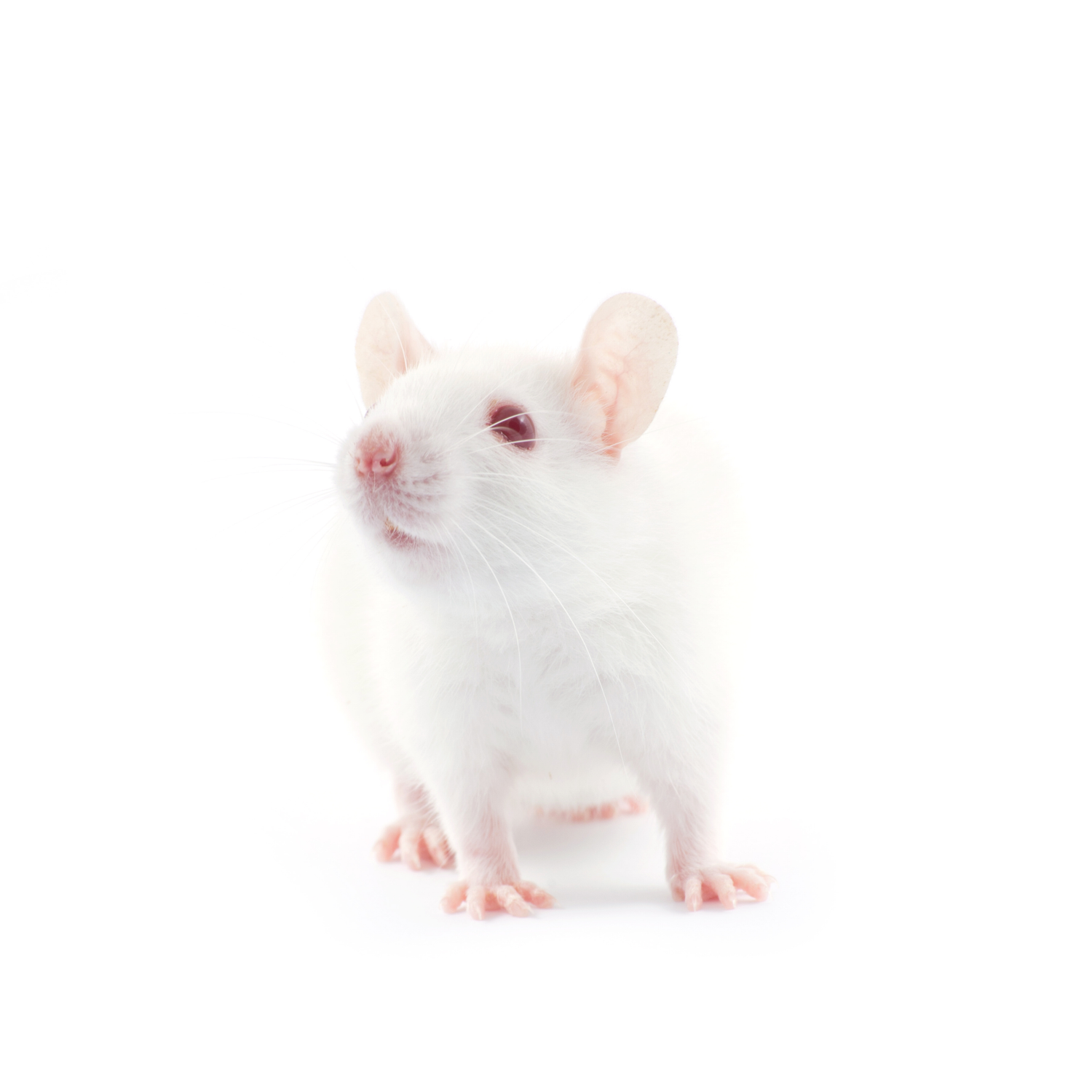 Premium Frozen Feeder Mice