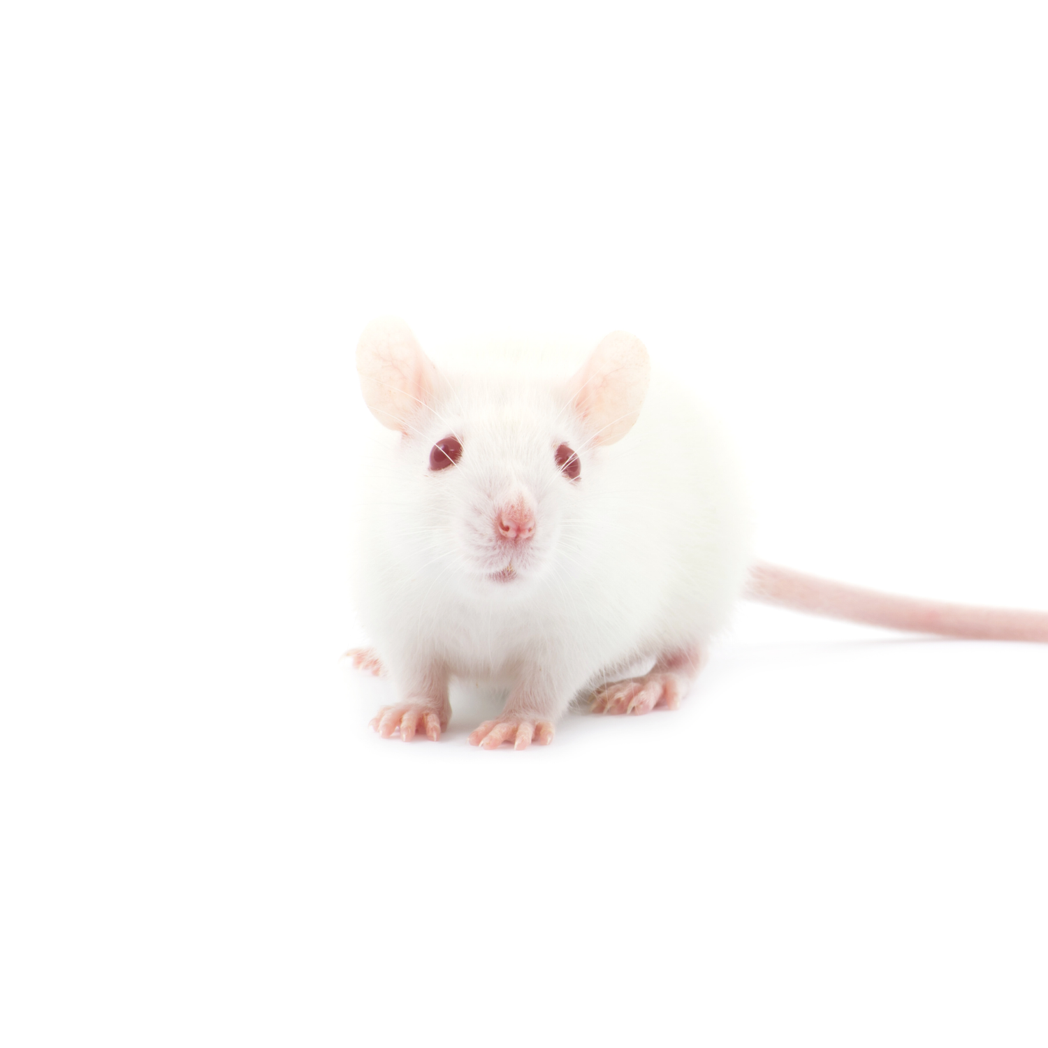 Premium Frozen Feeder Mice Combo Packs