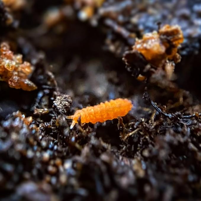 Springtails