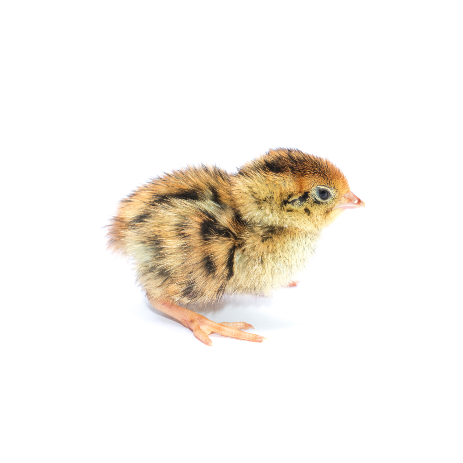 Premium Frozen Coturnix Quail Chicks