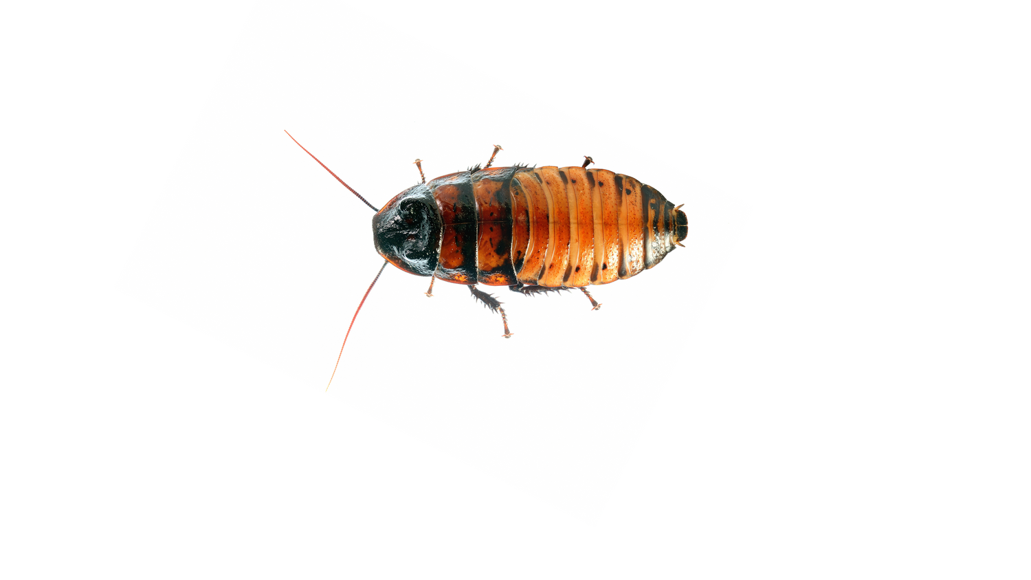 Live Madagascar Hissers