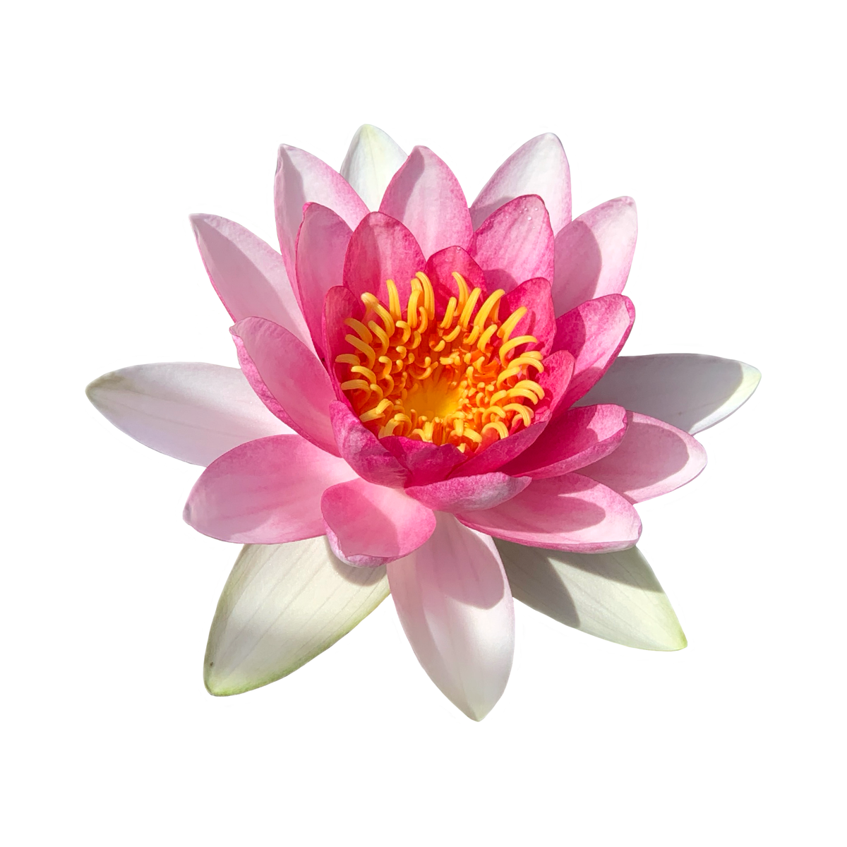 Water Lilies