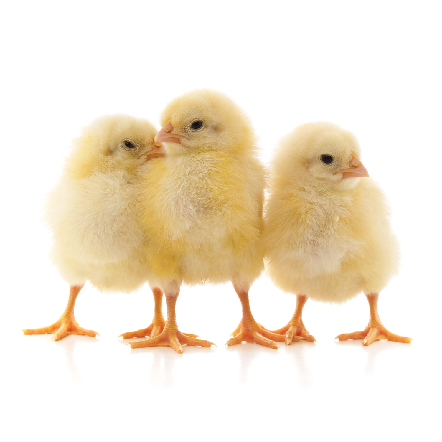 Premium Frozen Chicks