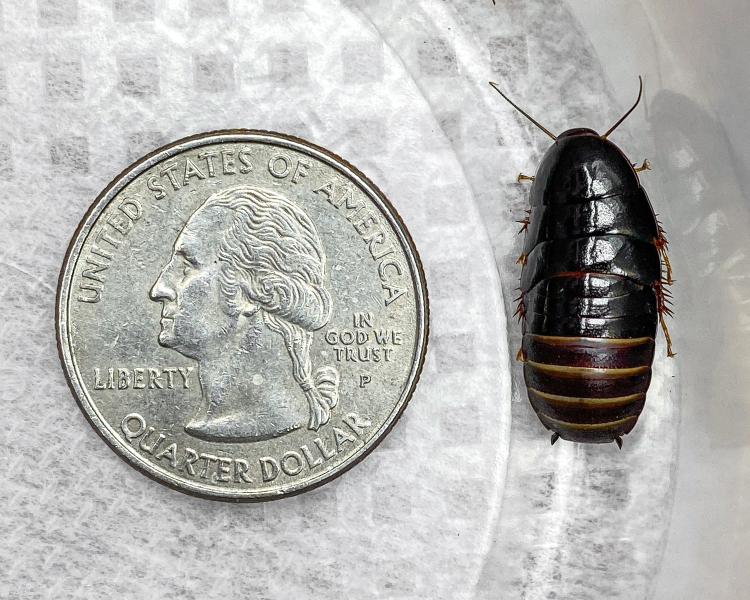 Rare and Exotic Roaches for Sale – Unique Collectible Insects for Enthusiasts