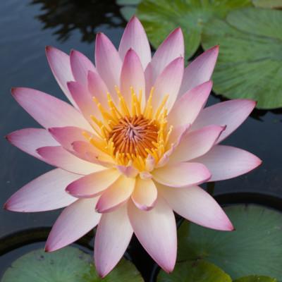 Water Lilies | Premium Pond & Aquatic Plants for Outdoor Water Gardens | MiceDirect