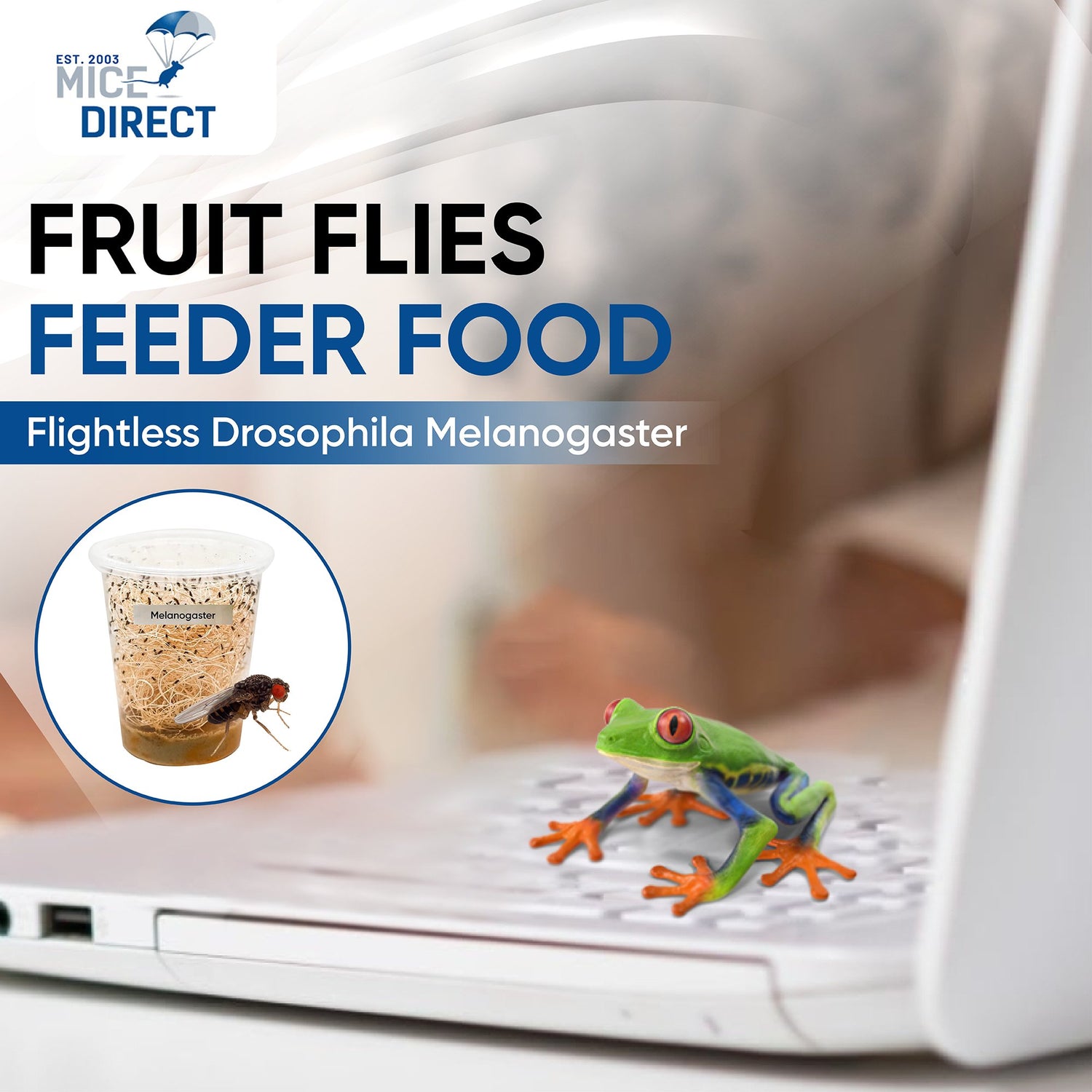 Fruit Flies Live Food for Bearded Dragons, Spiders, Dart Frogs, Tropical Fish, Amphibians, Anoles, Chameleons, Geckos, Praying Mantis, Tropical Fish, Jumping Spiders and other Reptiles