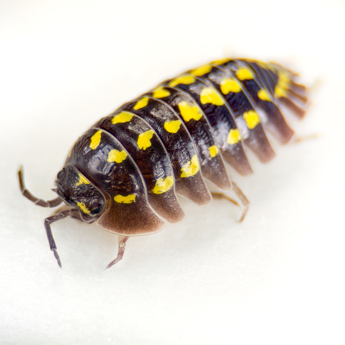 Isopods | Premium Bioactive Cleanup Crew for Reptiles & Vivariums & Terrariums | MiceDirect
