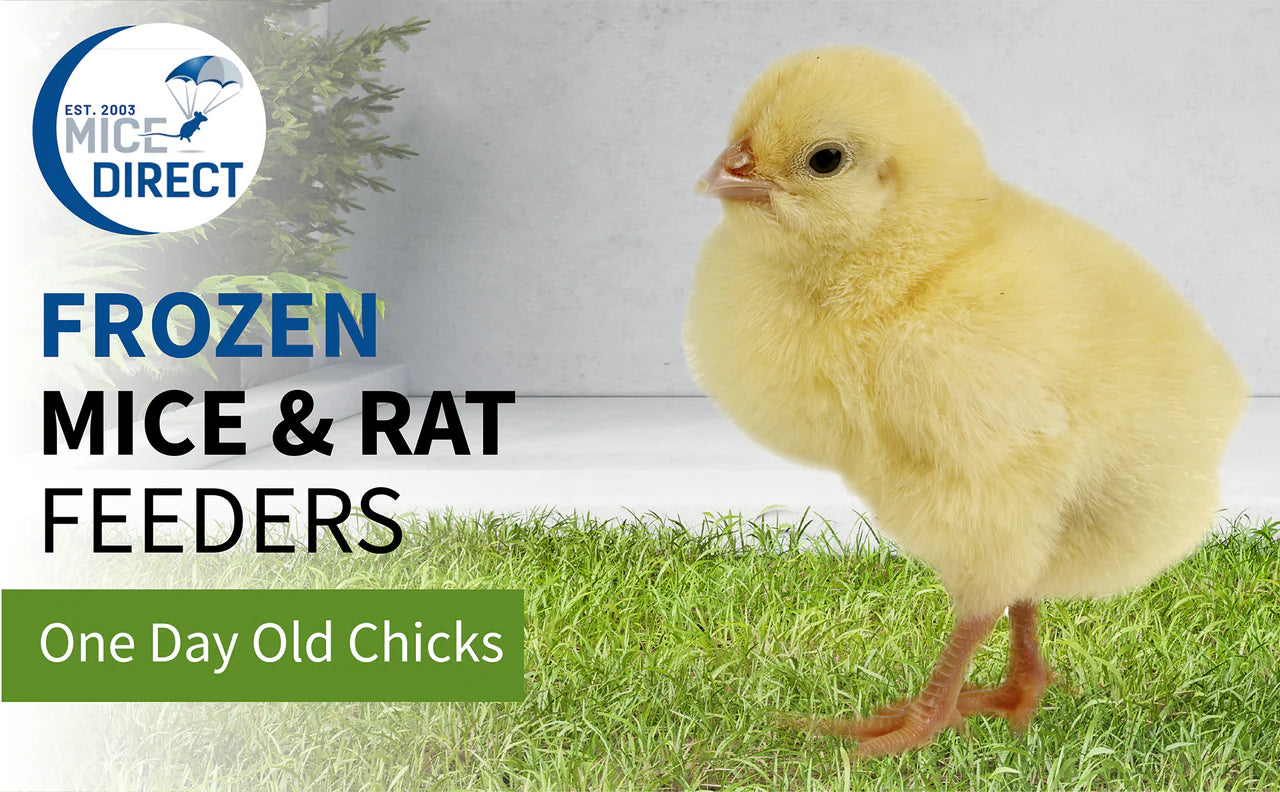 One Day Old Chicks Frozen Snake Food for Reptiles, Lizards and Birds of Prey